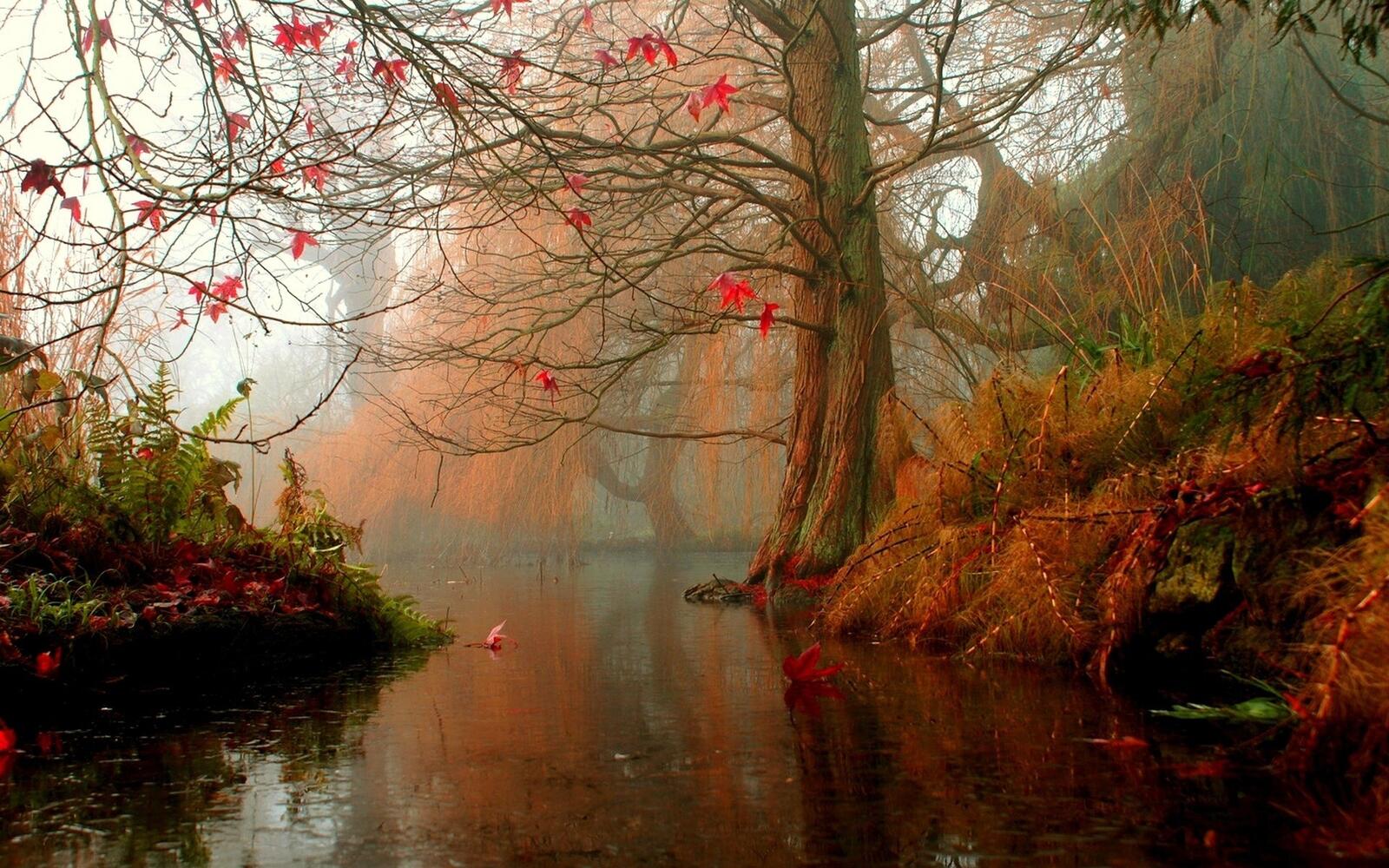 Бесплатное фото Осеннее настроение на реке