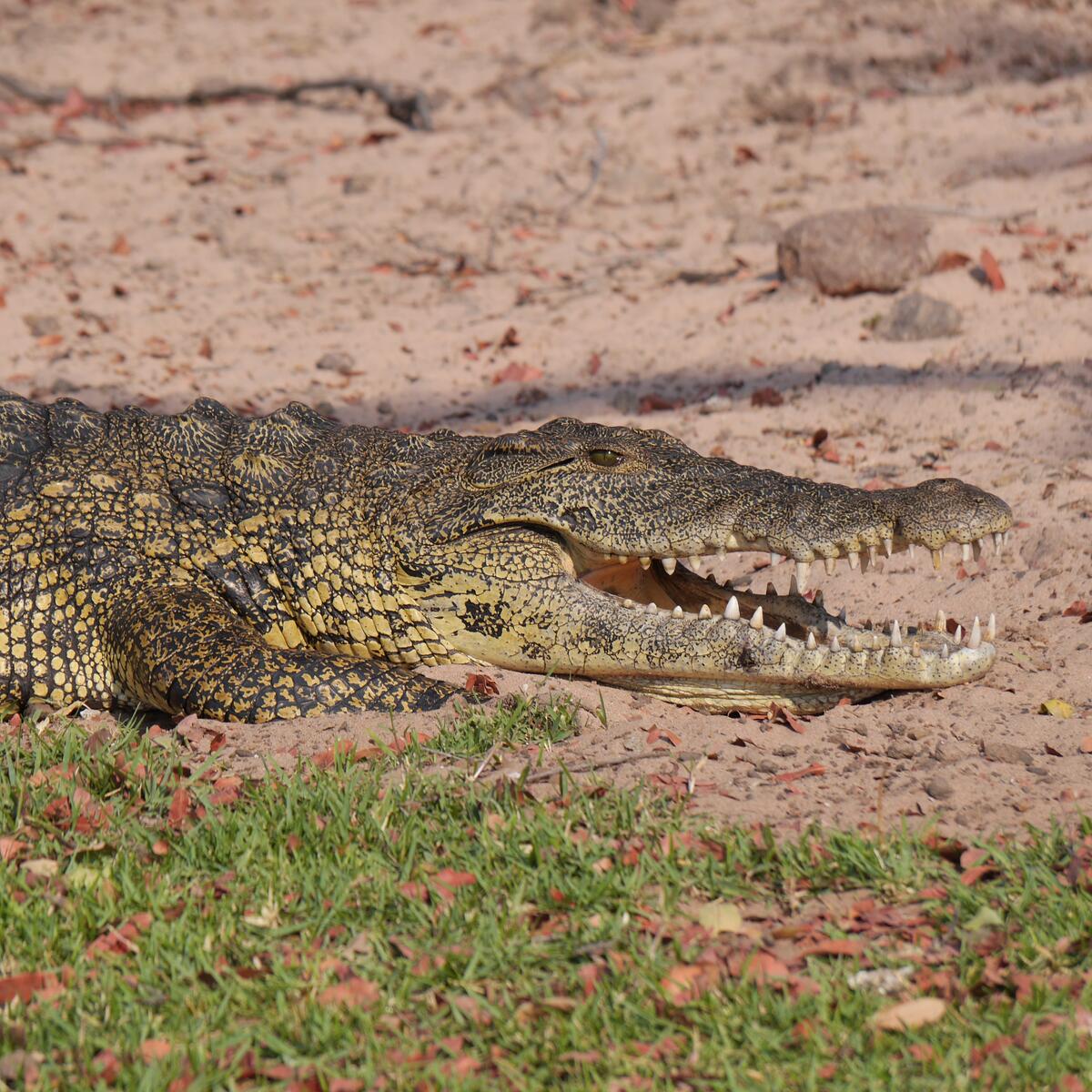 A terrifying crocodile lies on the sand
