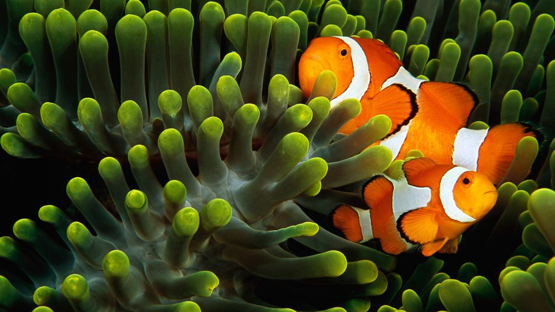 Free photo Clownfish in coral reefs