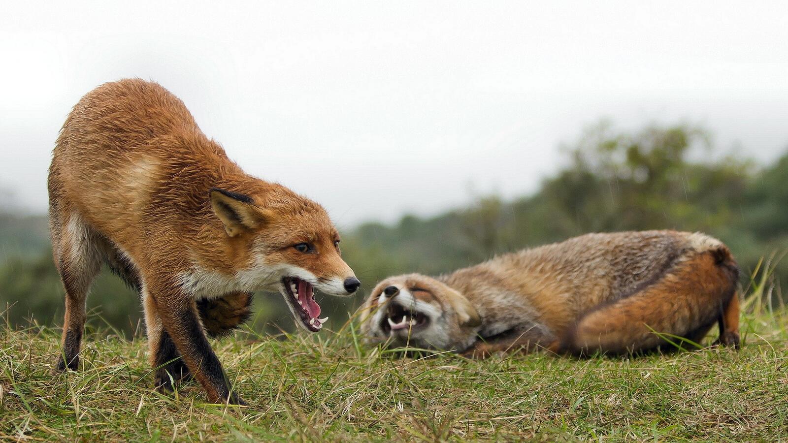 免费照片两只快乐的狐狸