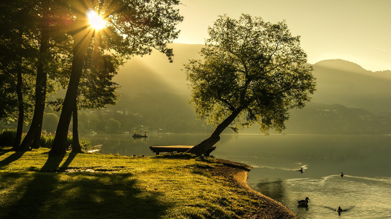 Бесплатное фото Прекрасное утро на берегу реки с утками