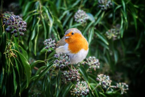 European robin sitting on a branch with flowers