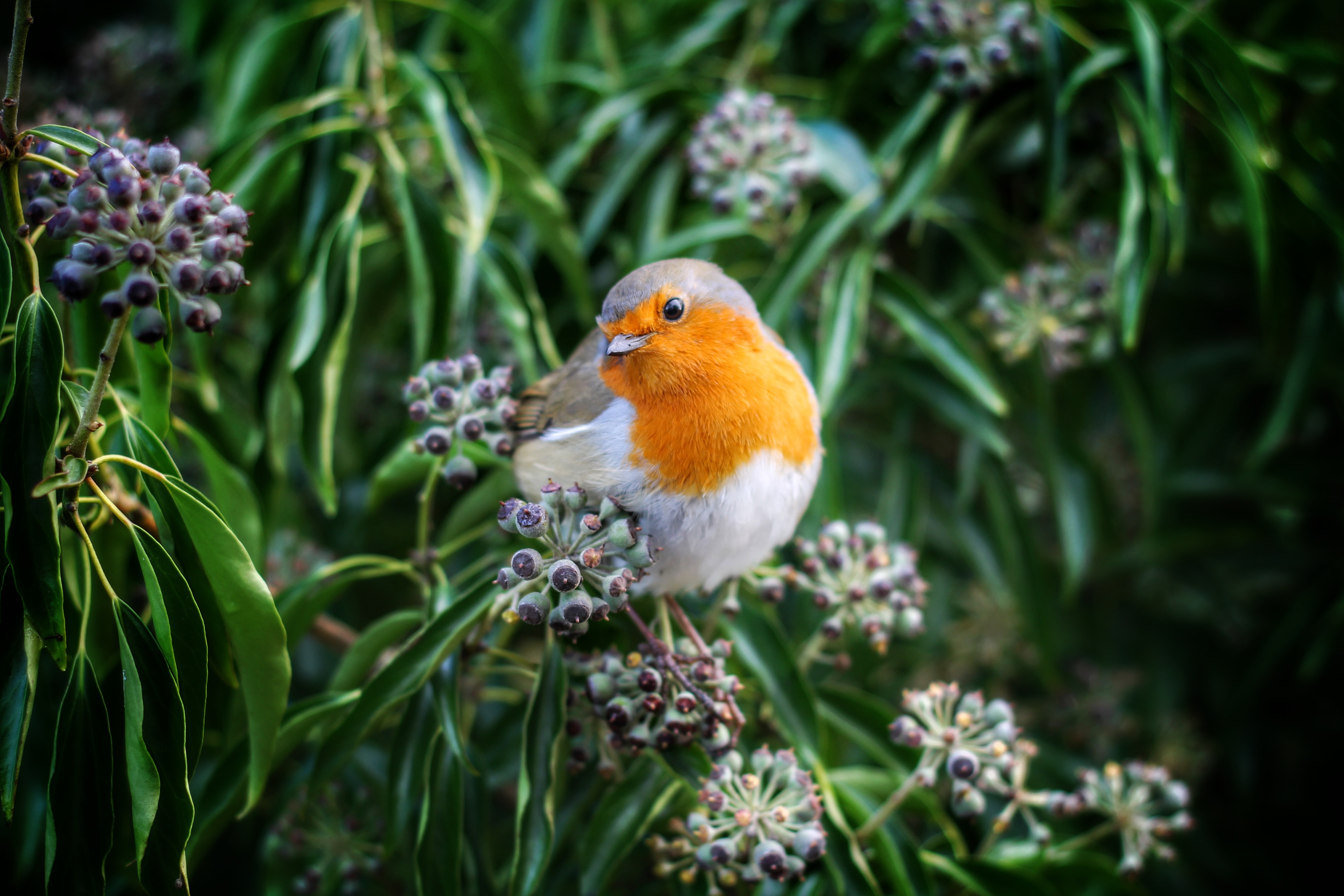 Free photo European robin sitting on a branch with flowers