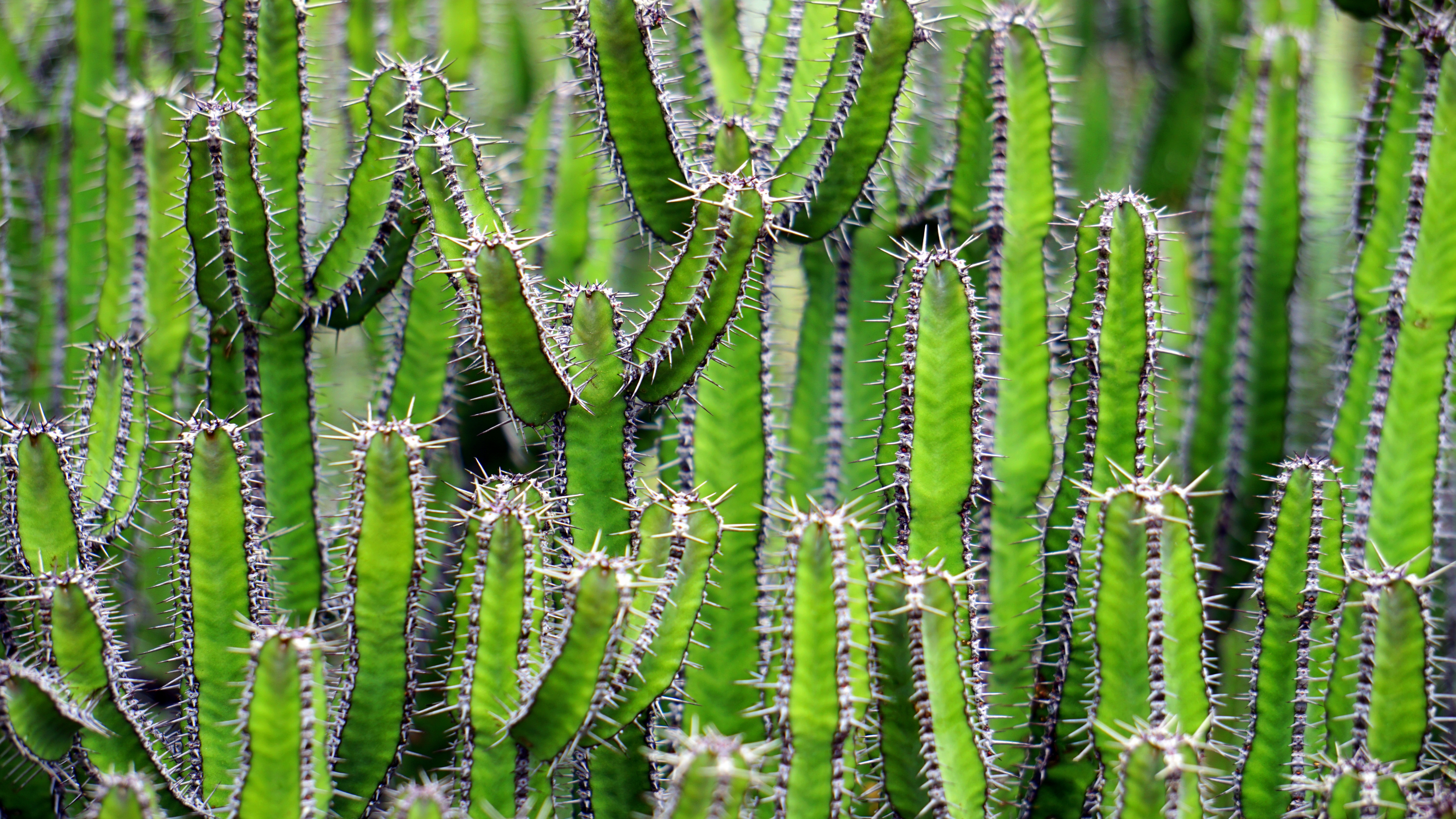 Free photo Sharp cacti