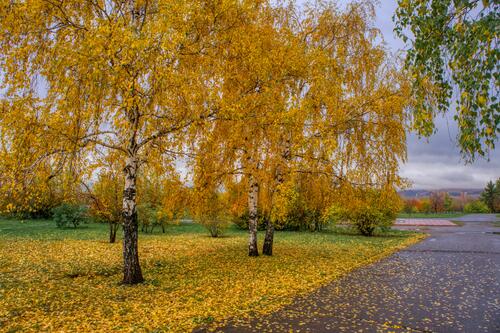 Желтые березы в парке сбрасывают листву