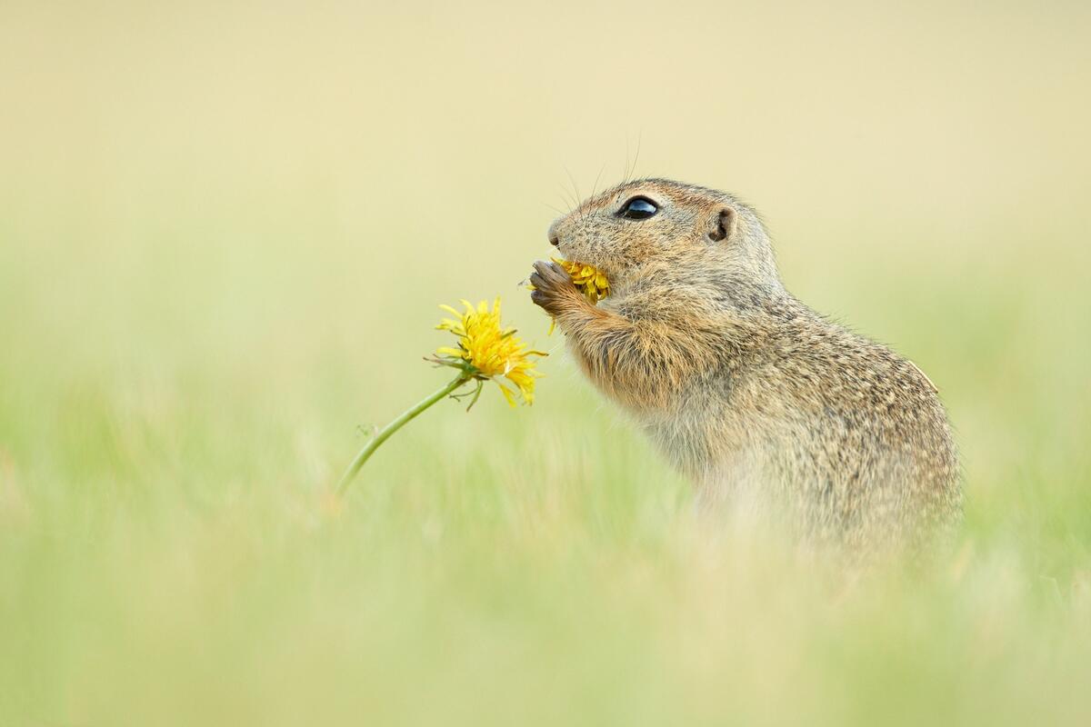 The rodent next to the yellow flower