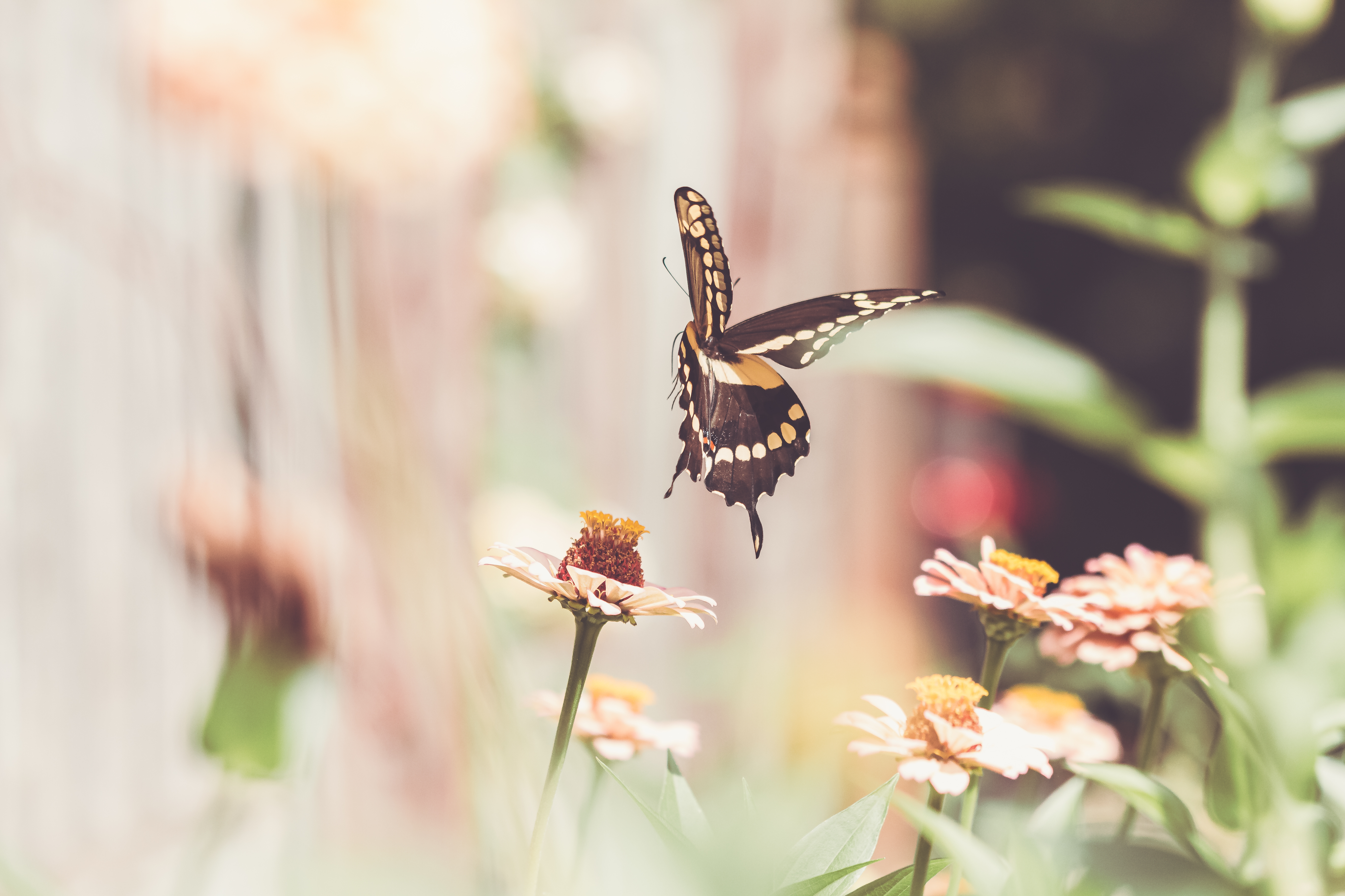 Фото бесплатно обои бабочка, опыление, макро