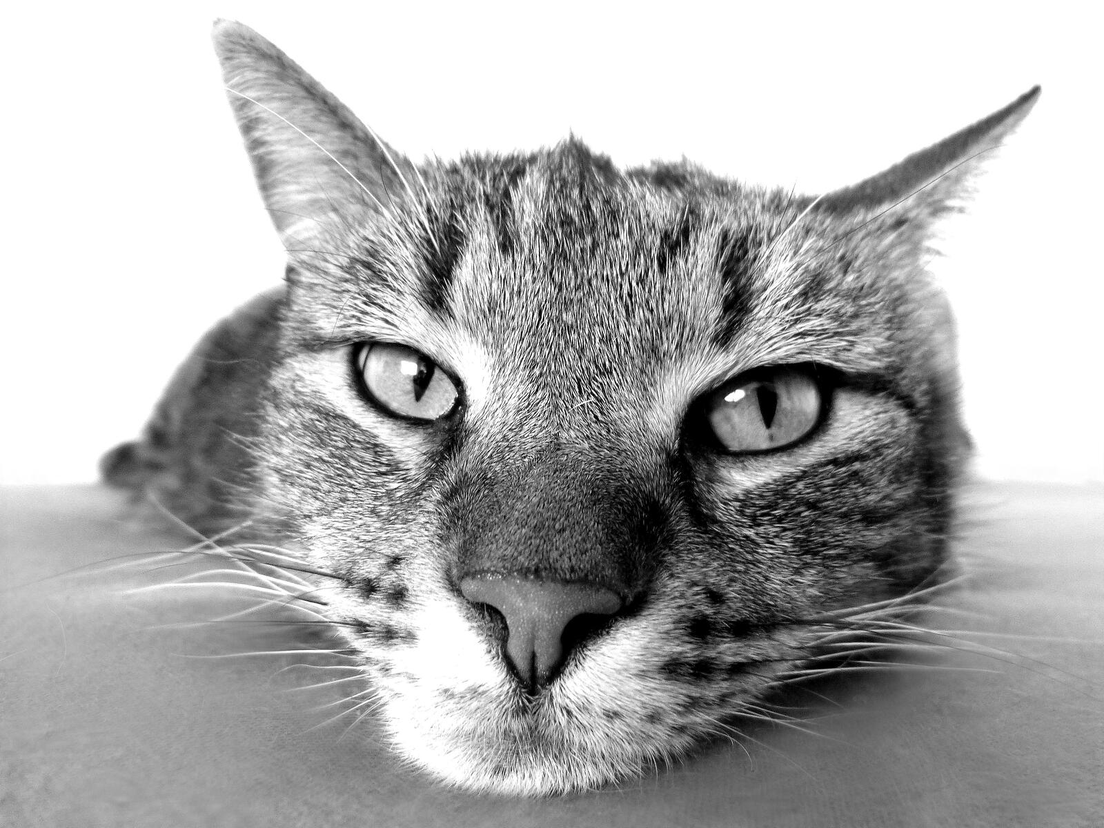 Free photo The cat`s face in the monochrome photo