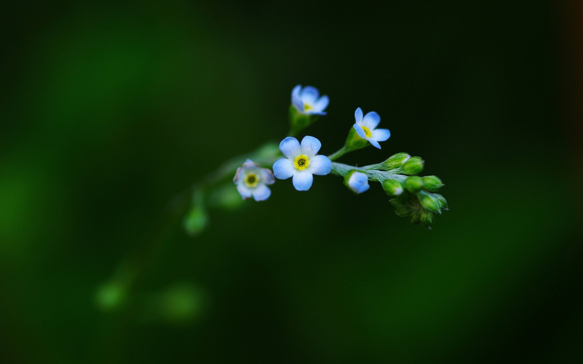 Маленькие синие цветочки на веточке