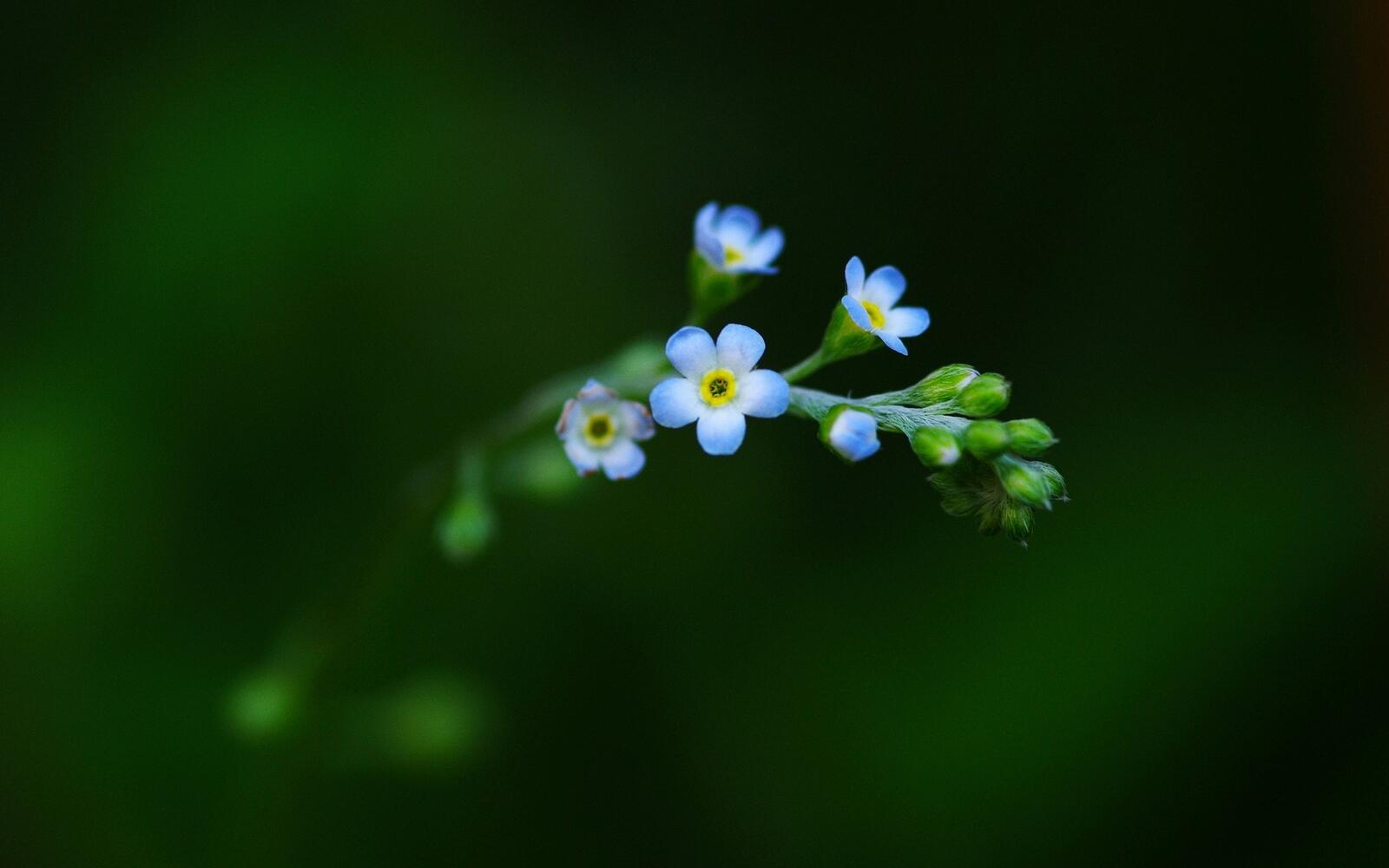 Бесплатное фото Маленькие синие цветочки на веточке