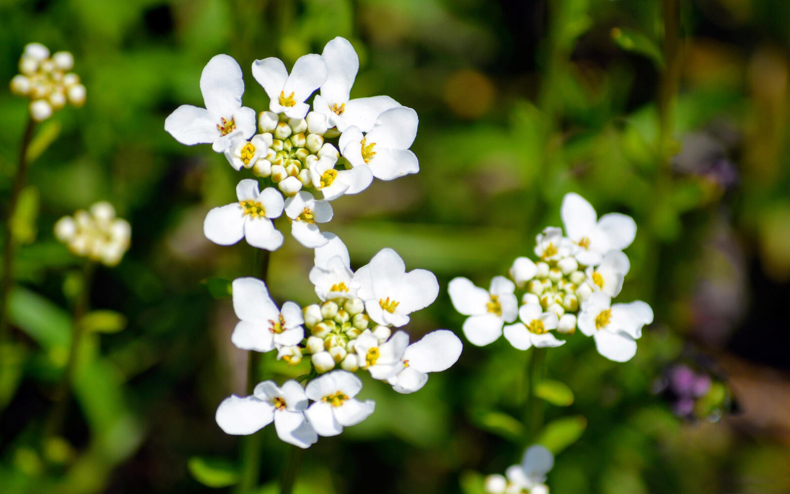 Бесплатное фото Куст с маленькими белыми цветочками