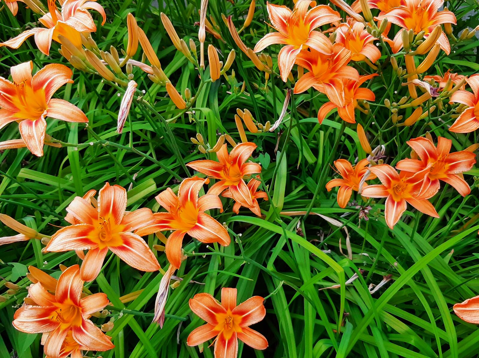 Free photo Green grass with beautiful flowers
