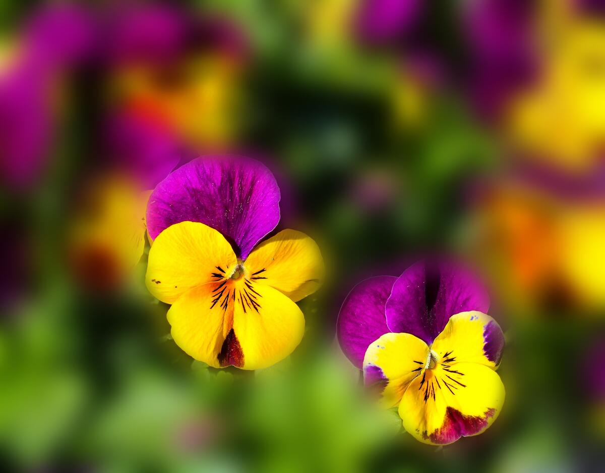 Colorful violets in yellow and purple colors