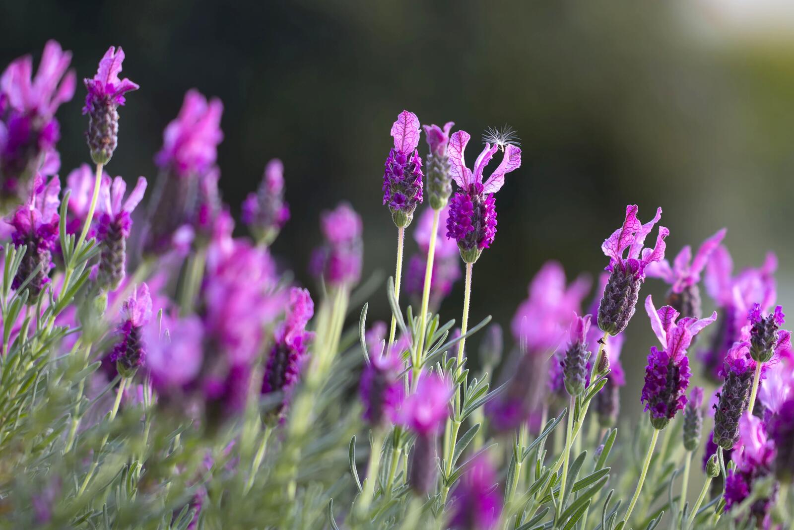 Бесплатное фото Фиолетовые цветочки растущие ранней весной