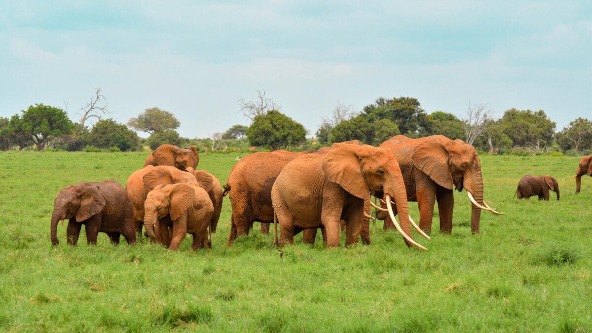 A family of tusked elephants walk through a green field