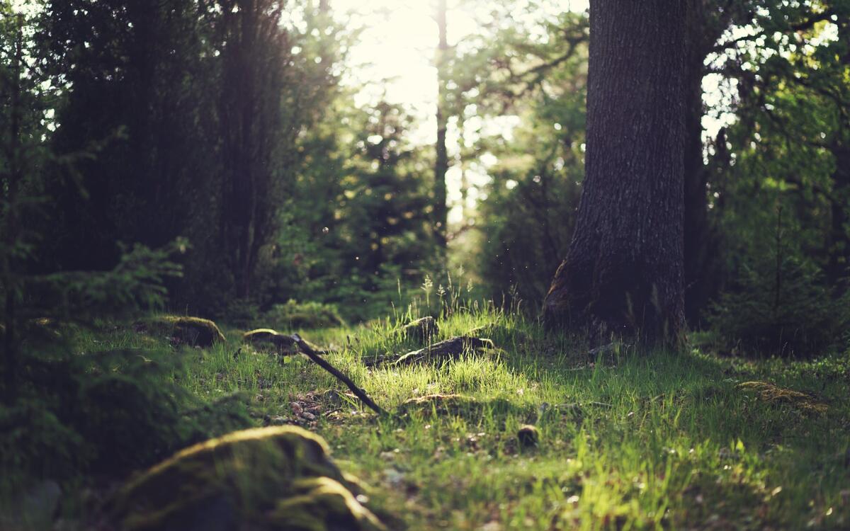 Летняя лужайка в лесу в солнечный день