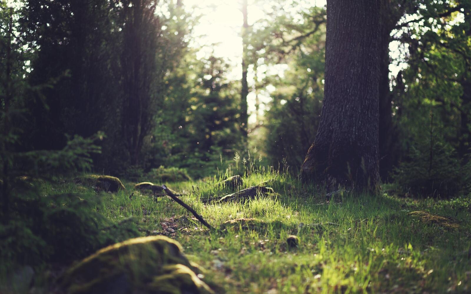 Бесплатное фото Летняя лужайка в лесу в солнечный день