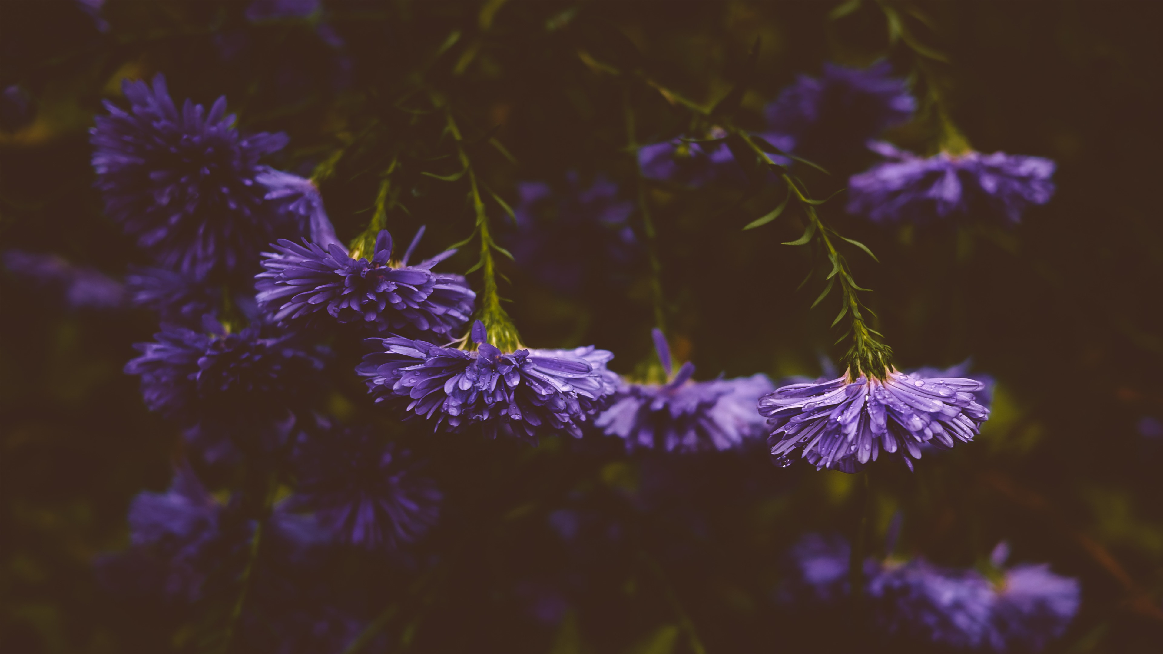 Бесплатное фото Фиолетовые цветы