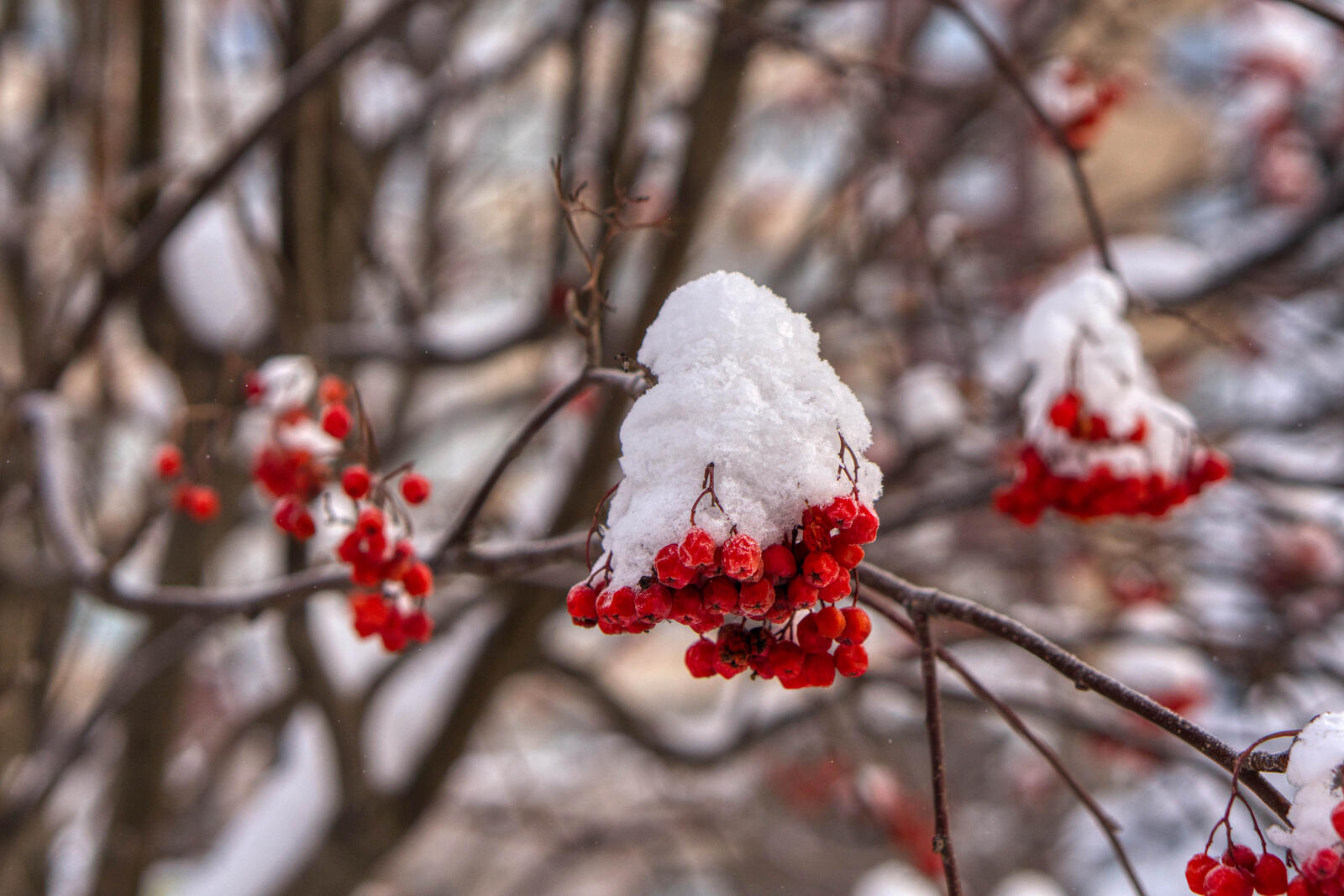 Free photo Berries on a branch with snow on it.