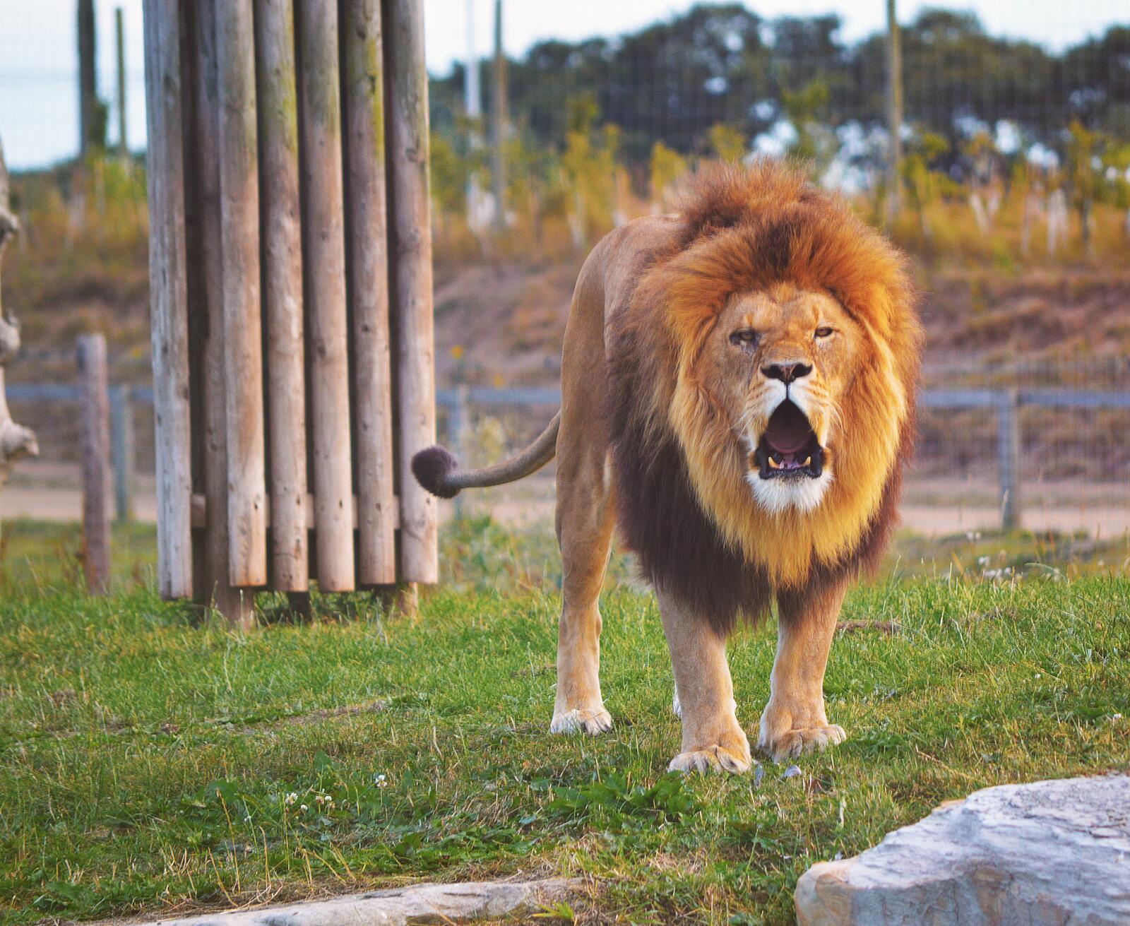 Free photo A roaring lion with a big mane
