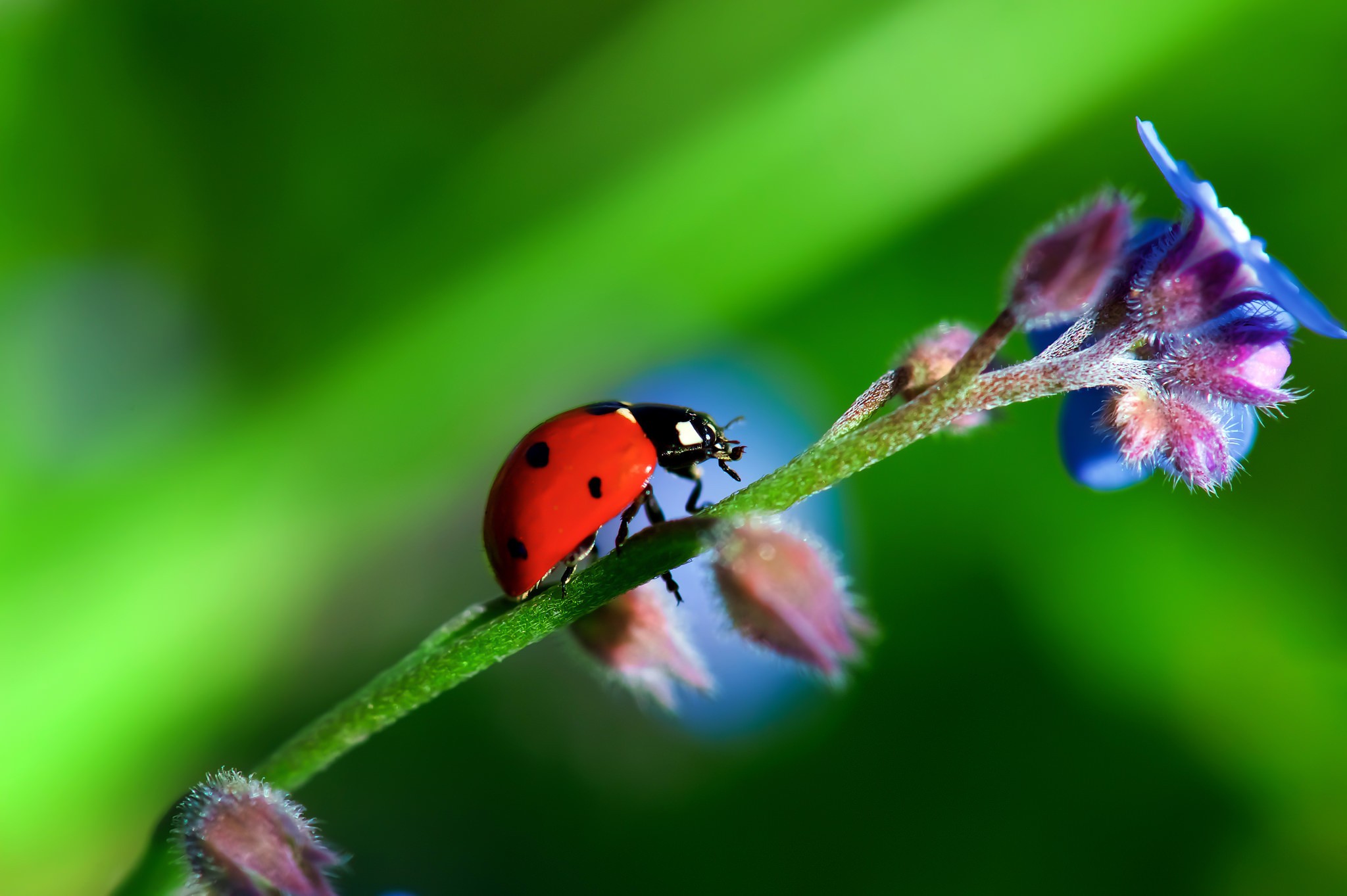 A ladybug crawls up the stem of a plant