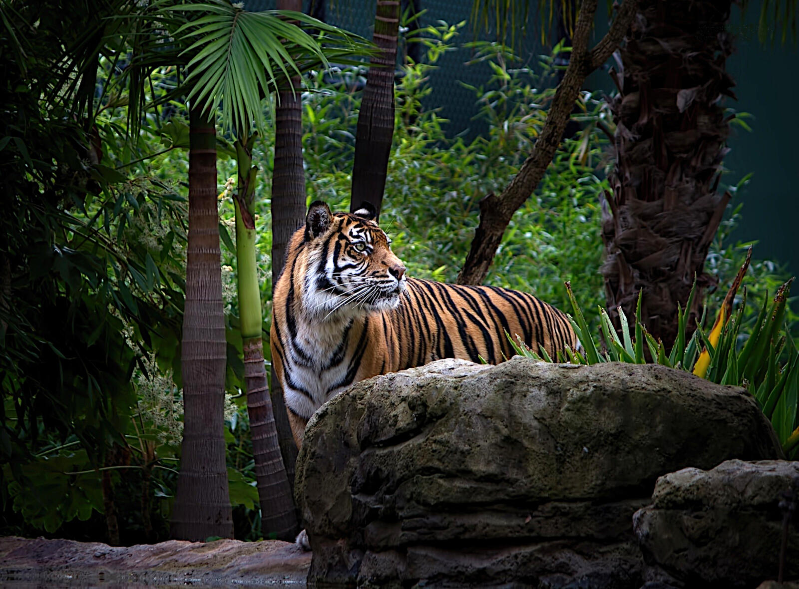免费照片丛林中的老虎