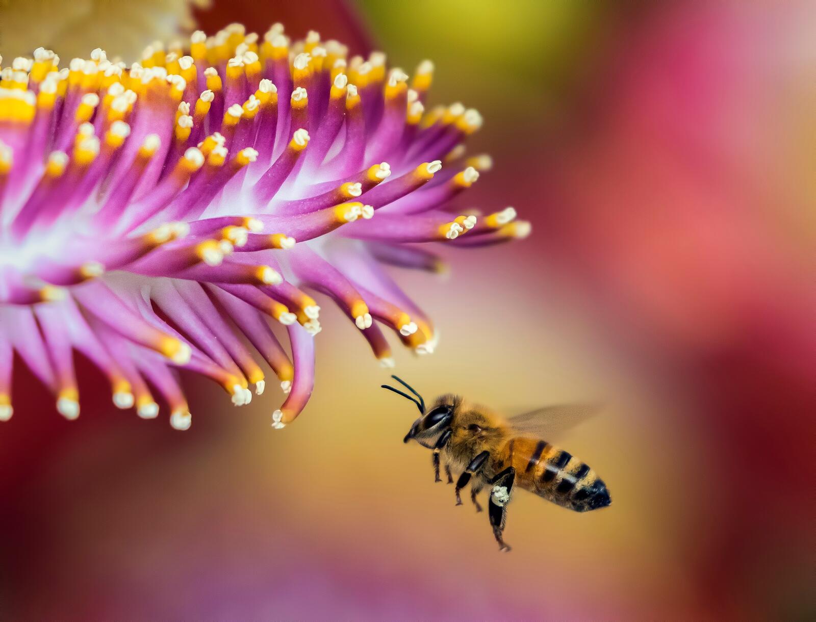 免费照片紫色花旁的黄蜂