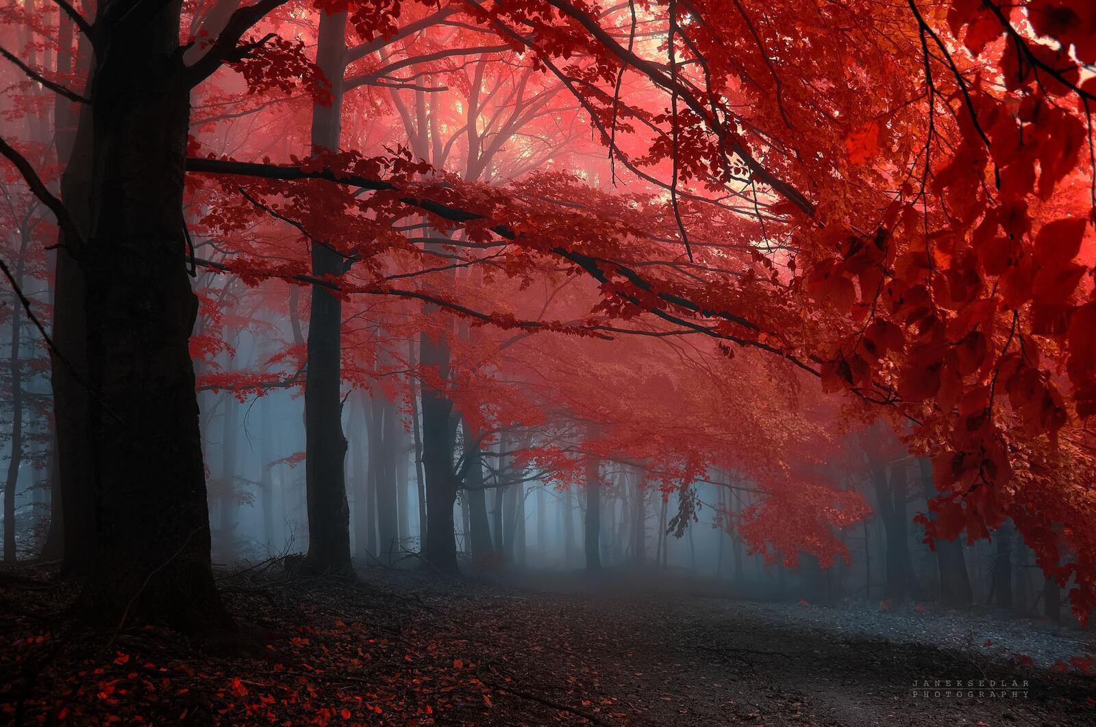 Free photo Red leaves in a dark forest