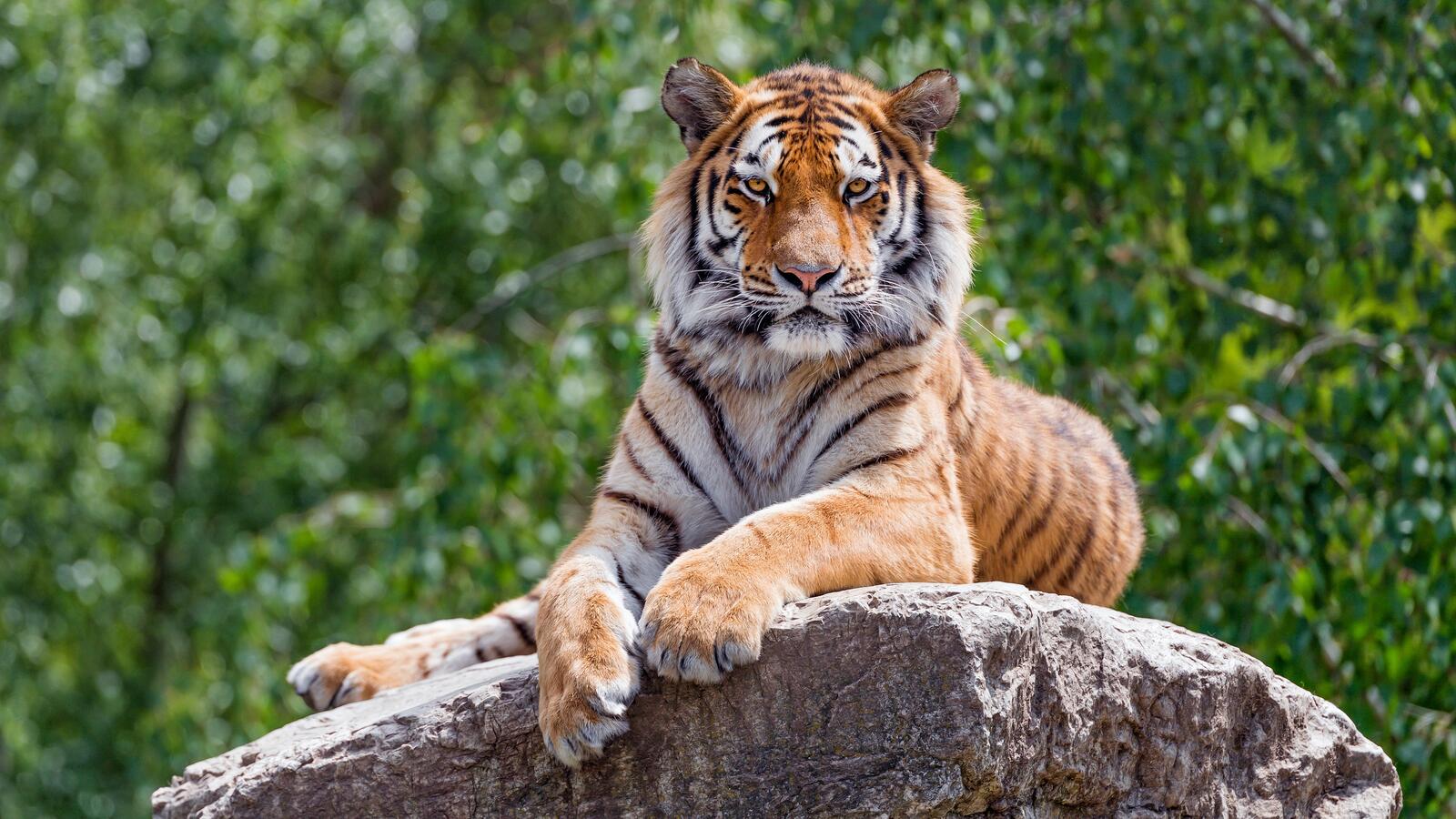 Бесплатное фото Картинка с важным тигром