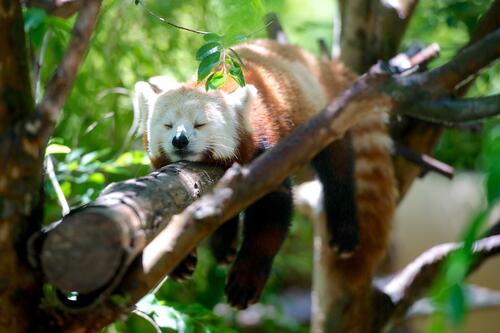 Красная панда отдыхает на дереве