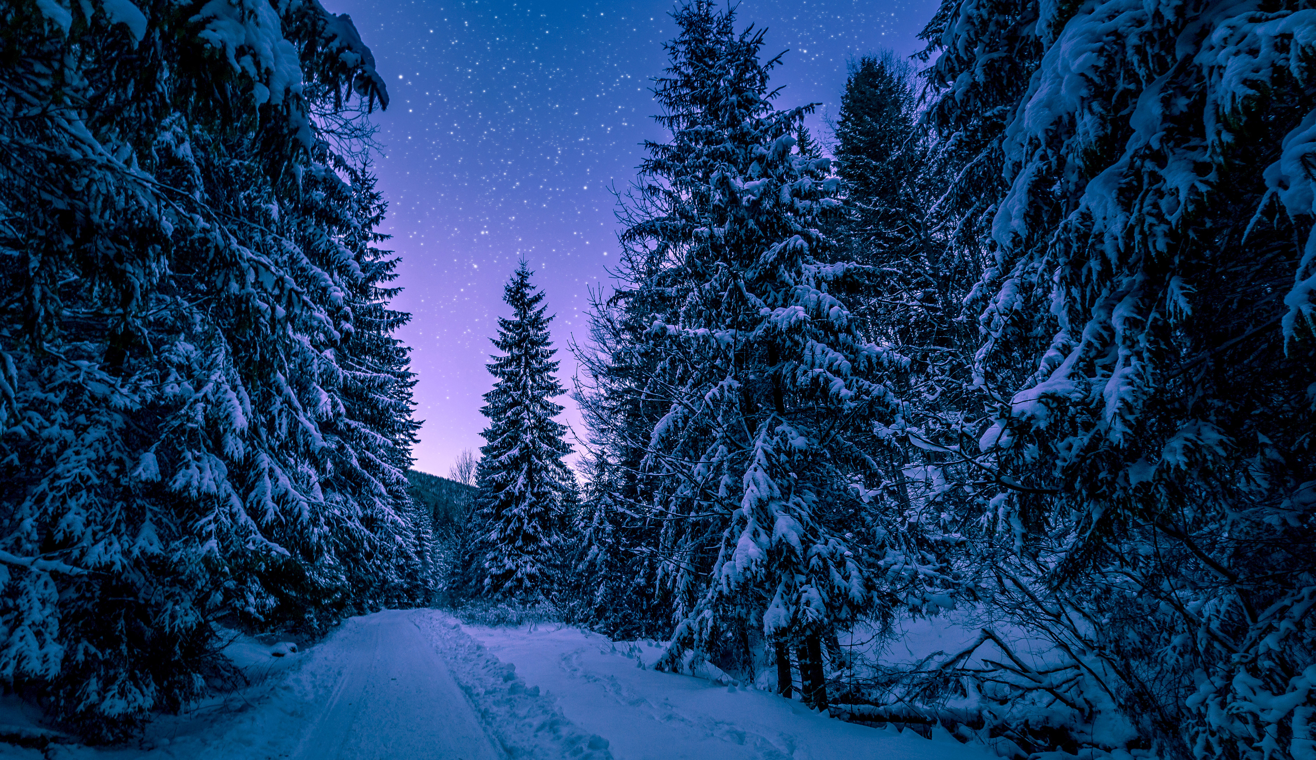 树木间的冬日雪夜