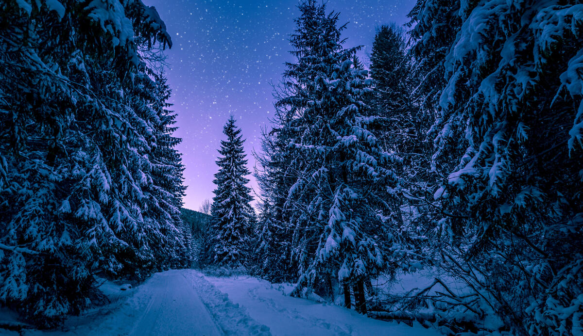 A snowy winter night among the trees