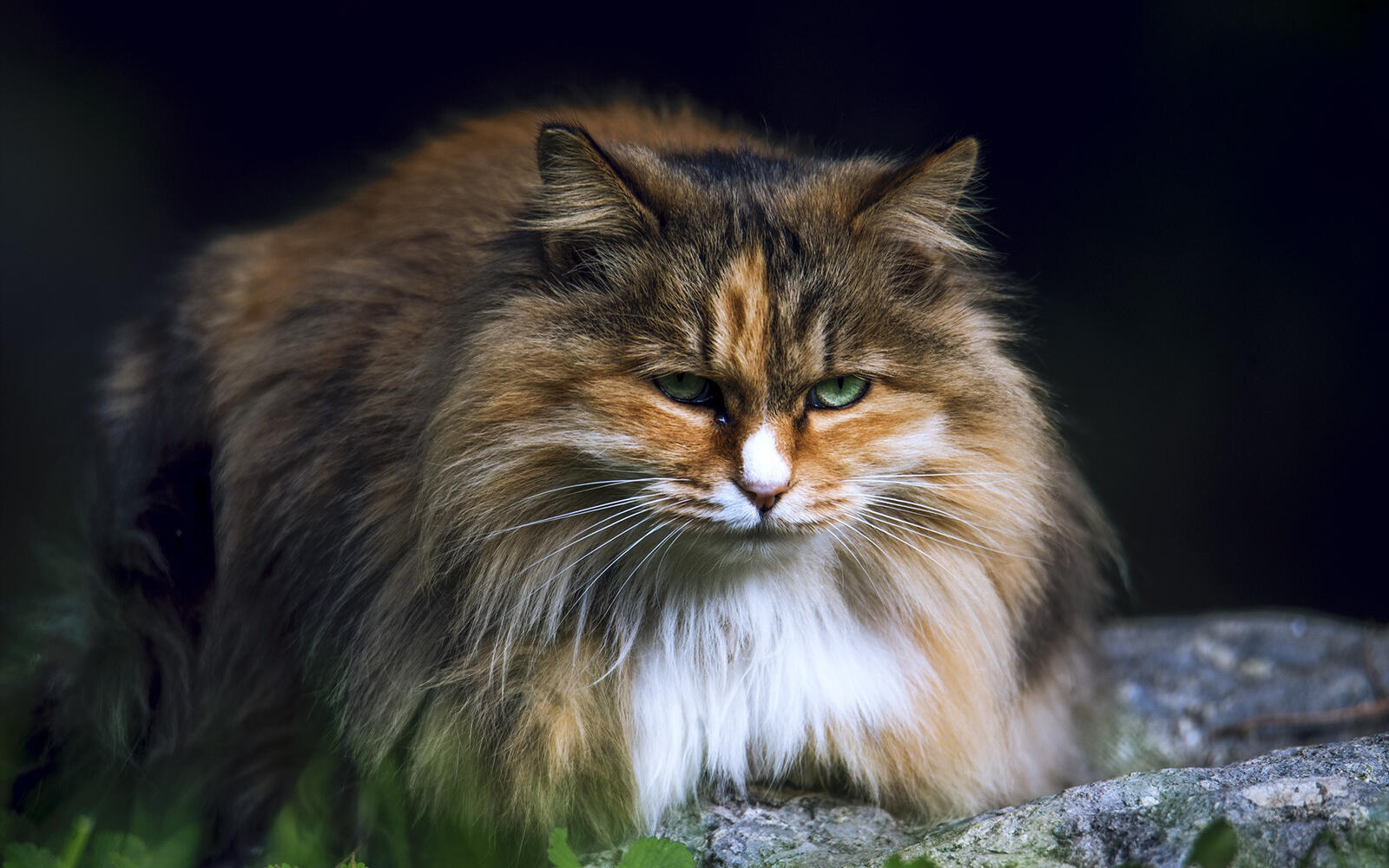 Free photo A fluffy multicolored cat puffed up