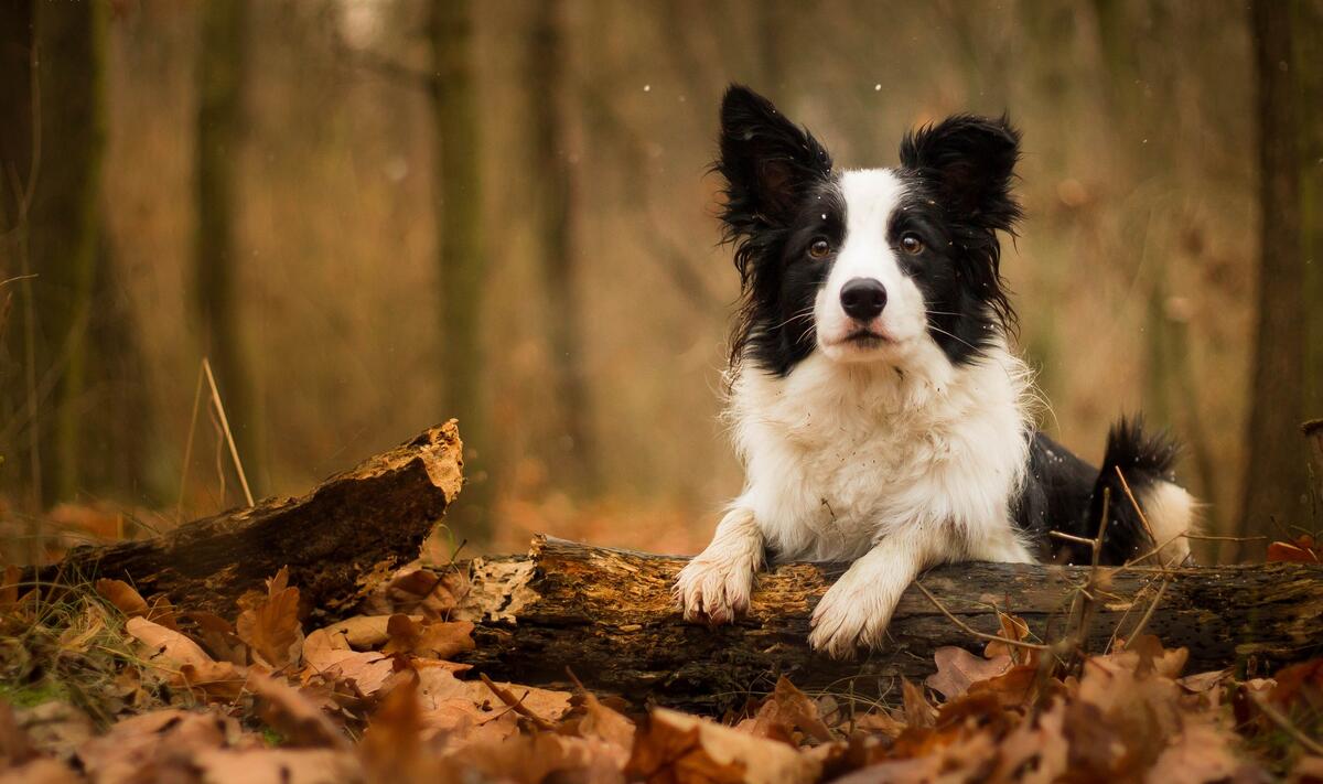 Пятнистый щенок в осеннем лесу