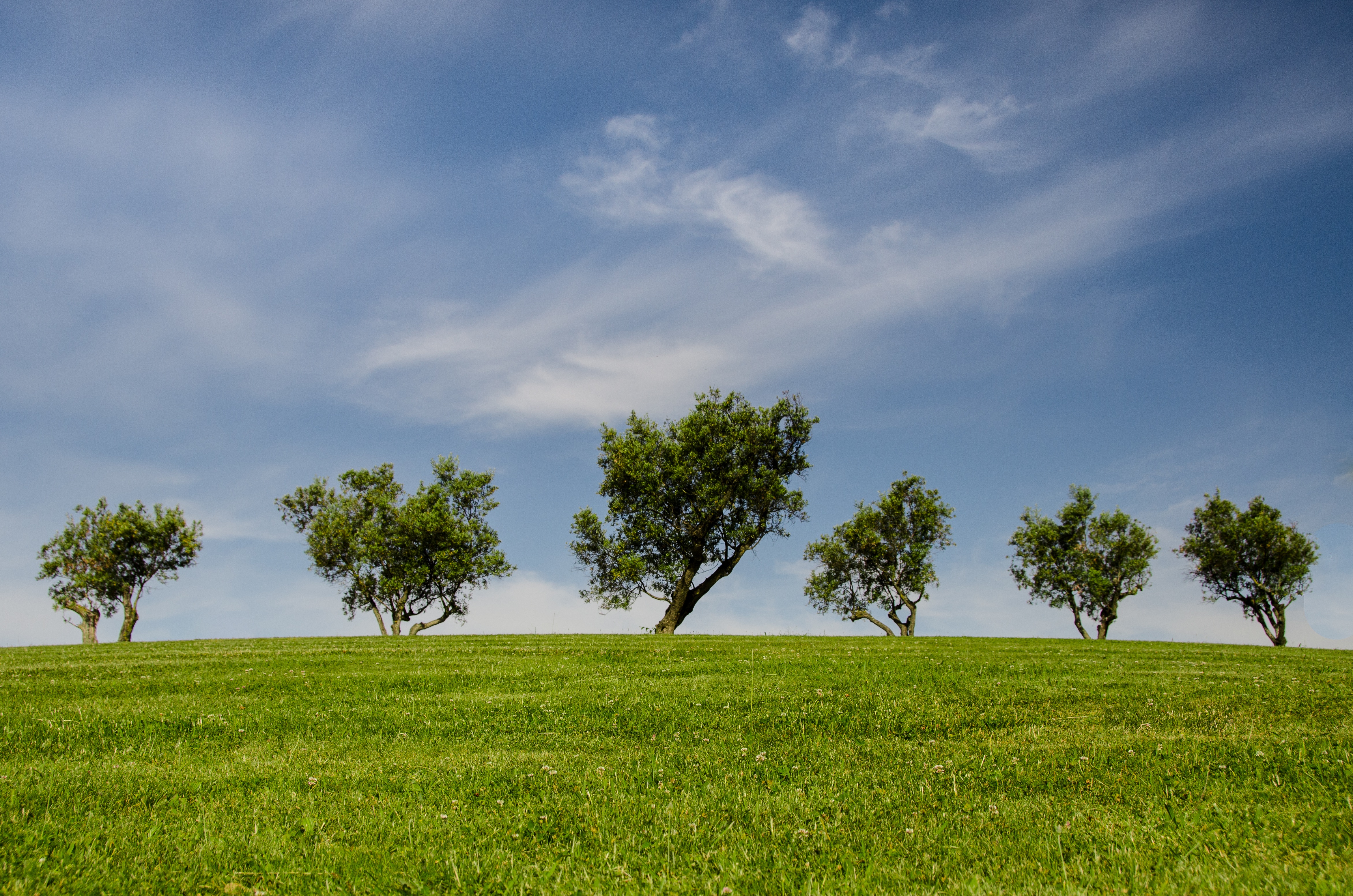 Саванна с зеленой травой на поле с деревьями