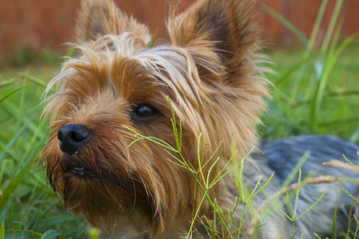A Yorkshire terrier`s face.
