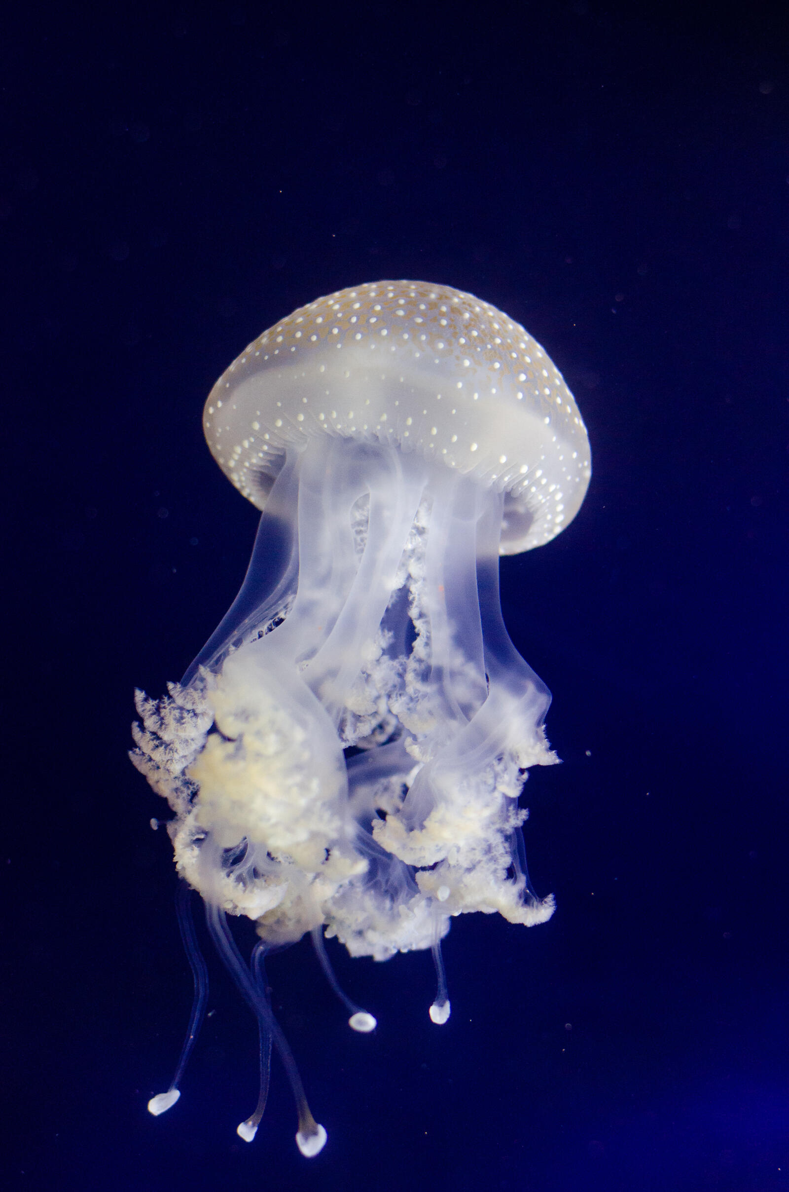 Free photo White jellyfish