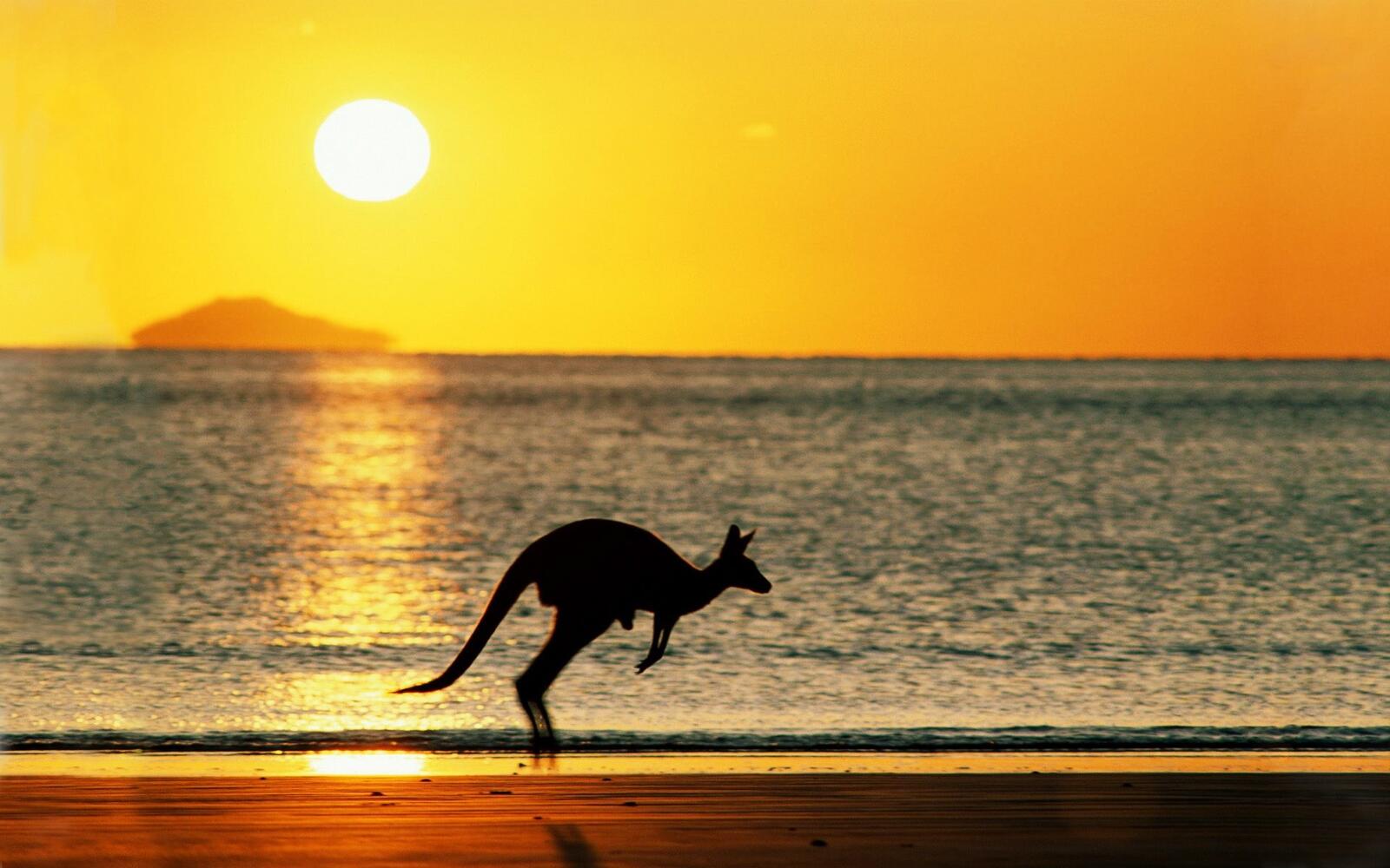 Бесплатное фото Силуэт кенгуру на песочном пляже