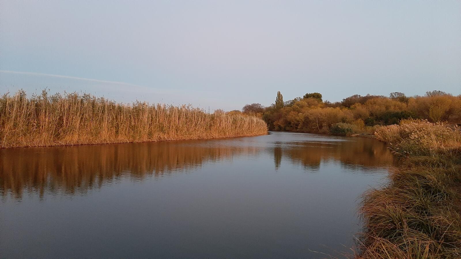 Бесплатное фото Спокойная реке с тростником и камышом