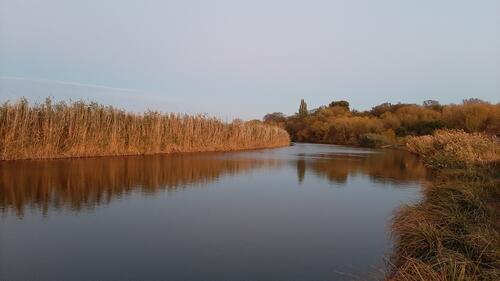 Calm river with reeds and rushes