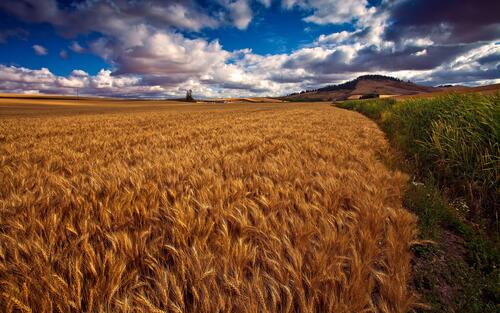一大片播种着小麦的田地
