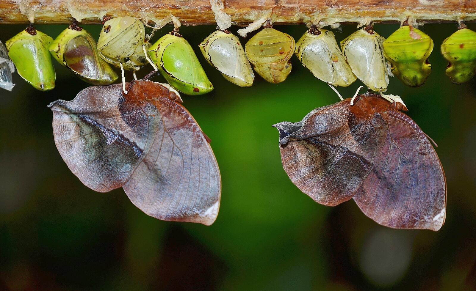 Free photo Larvae of moths and butterflies