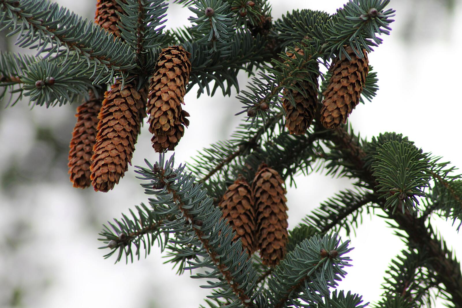Free photo Spruce cones on twigs