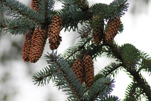 Spruce cones on twigs