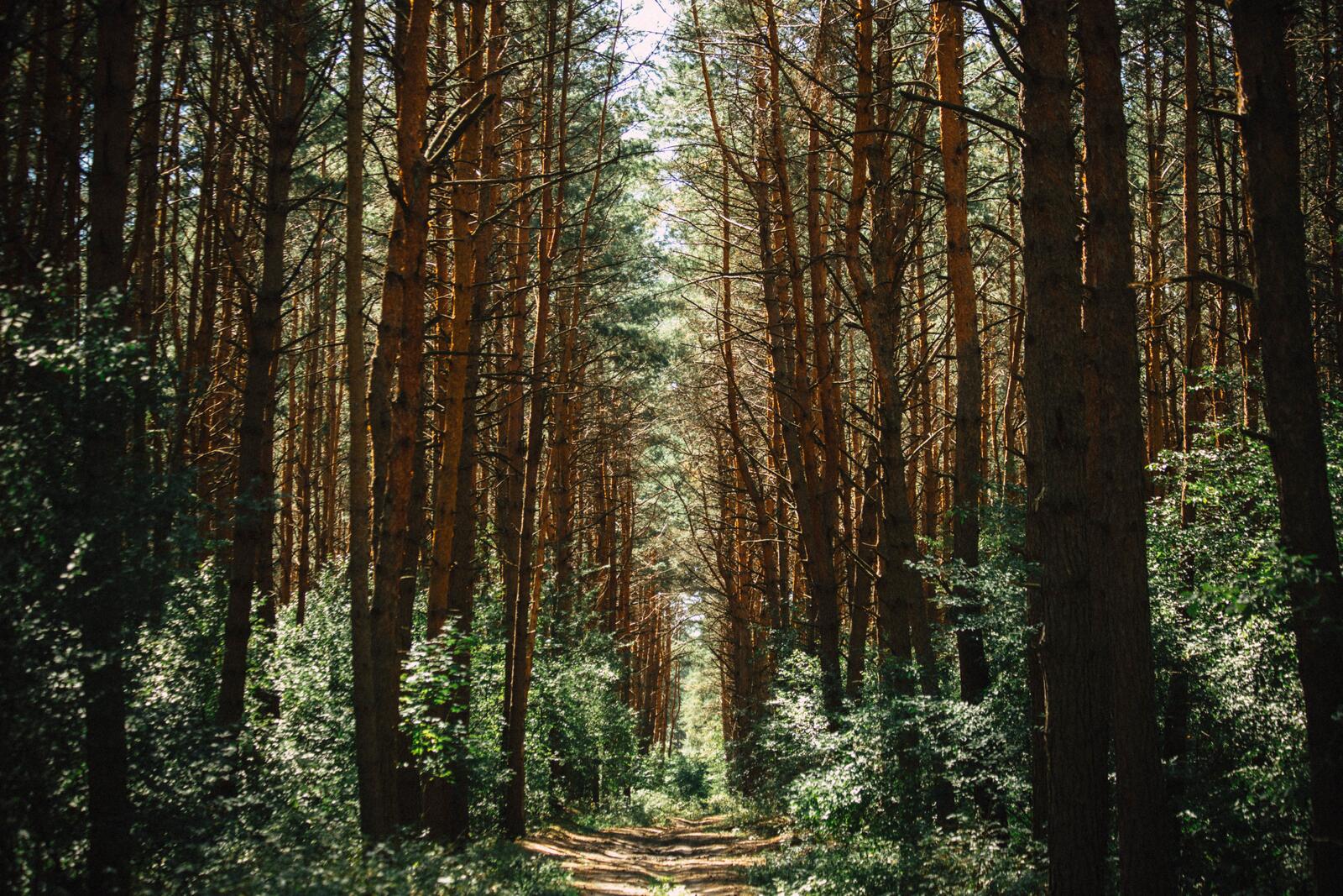 Бесплатное фото Тропа идущая сквозь хвойный лес