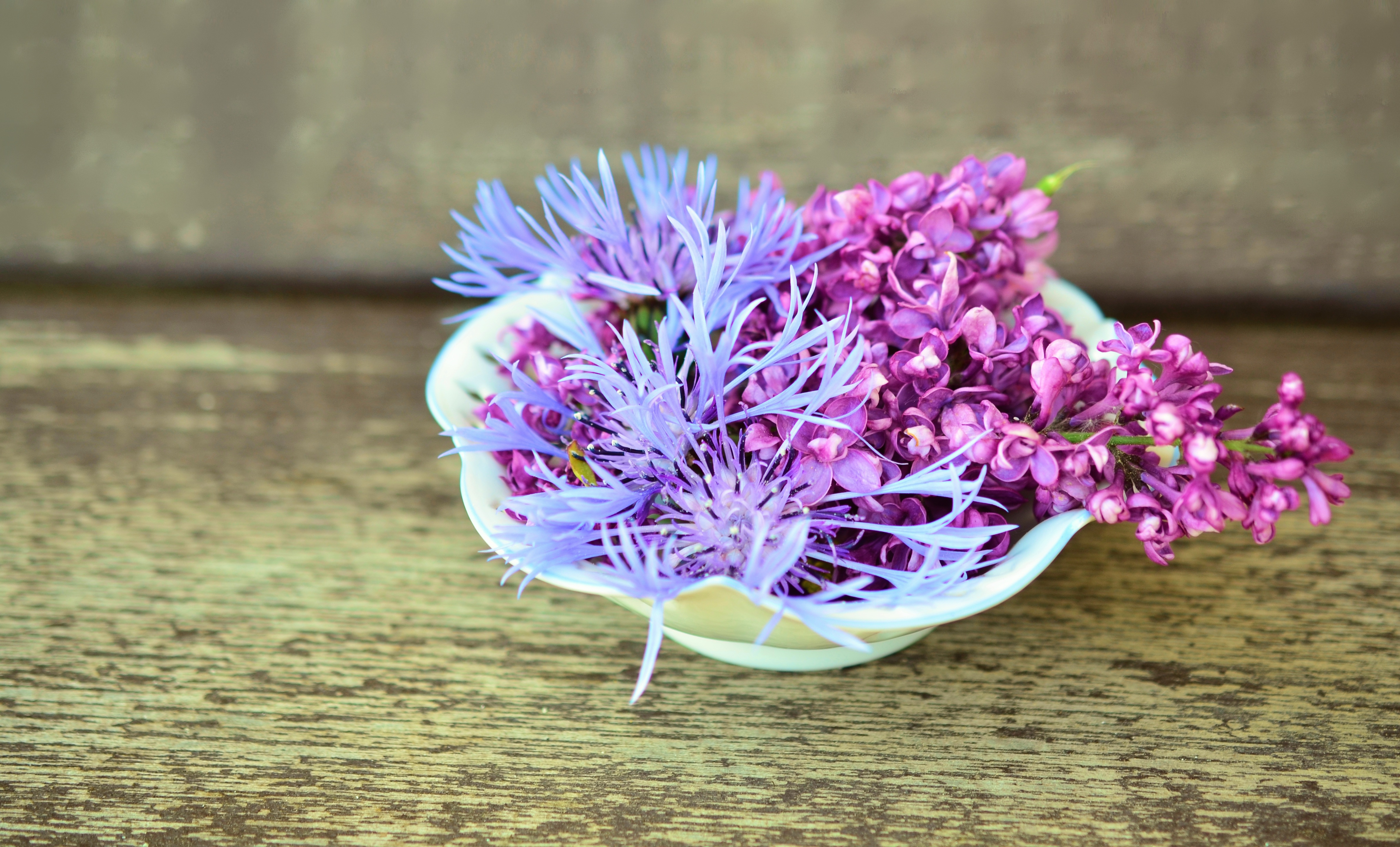 Фиолетовые цветочки · бесплатная фотография