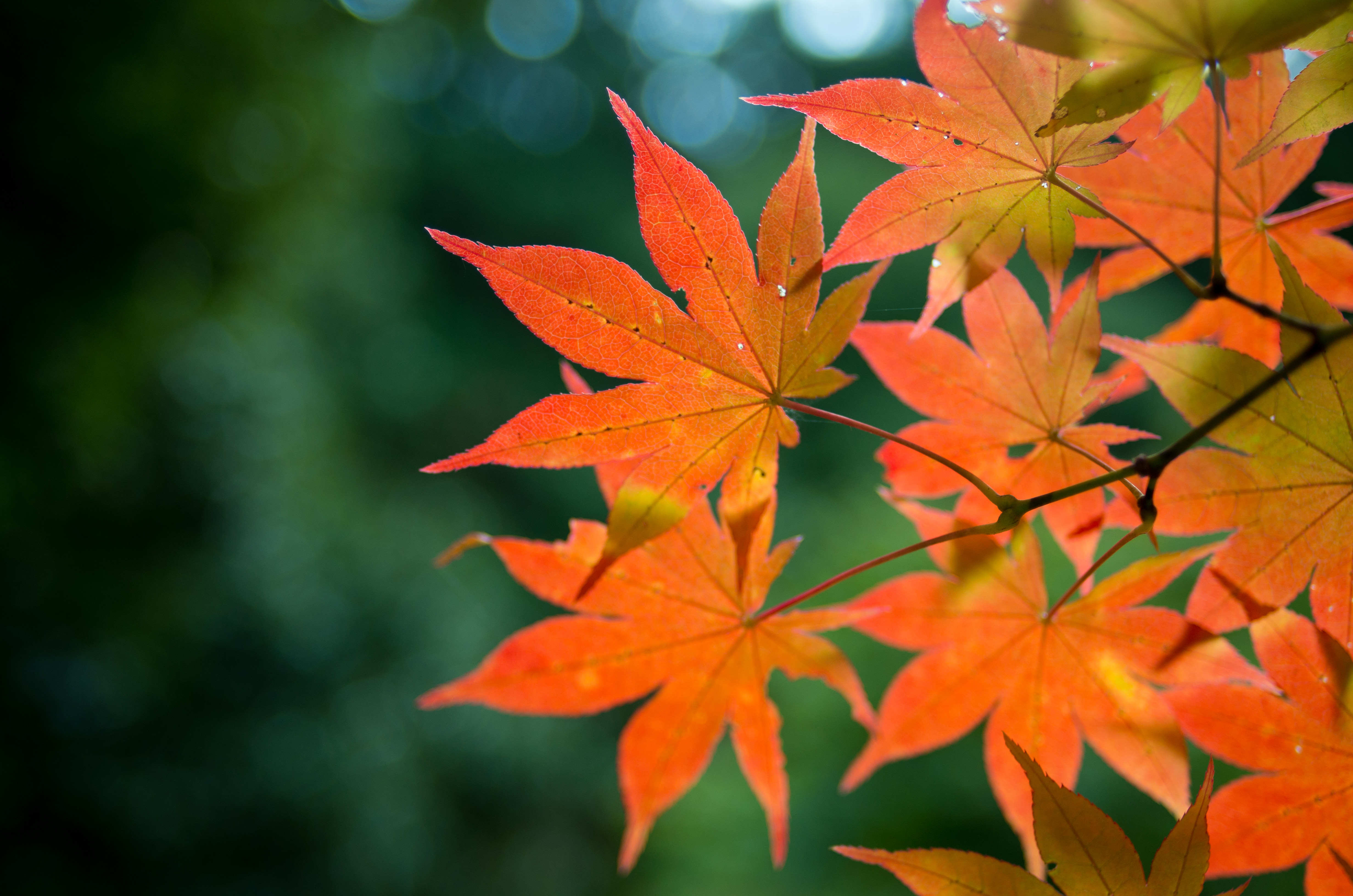 Free photo Wallpaper with fall maple leaves
