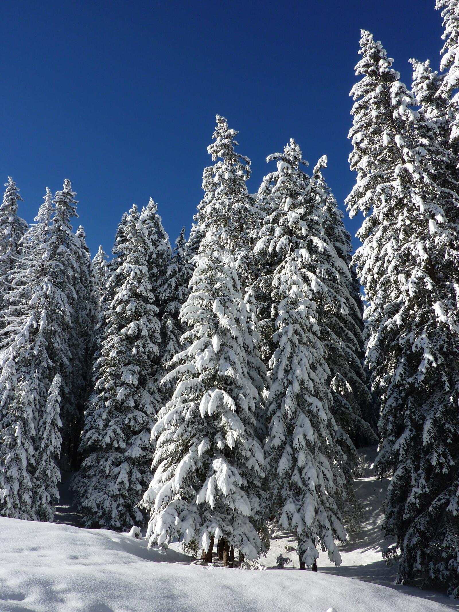 Free photo White Christmas trees in the snow