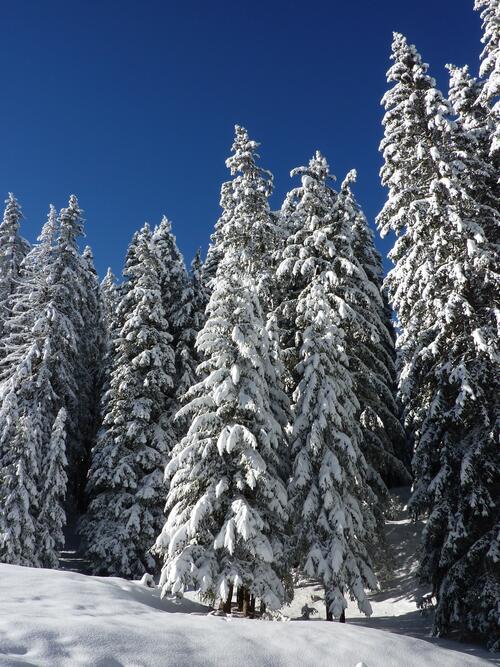White Christmas trees in the snow