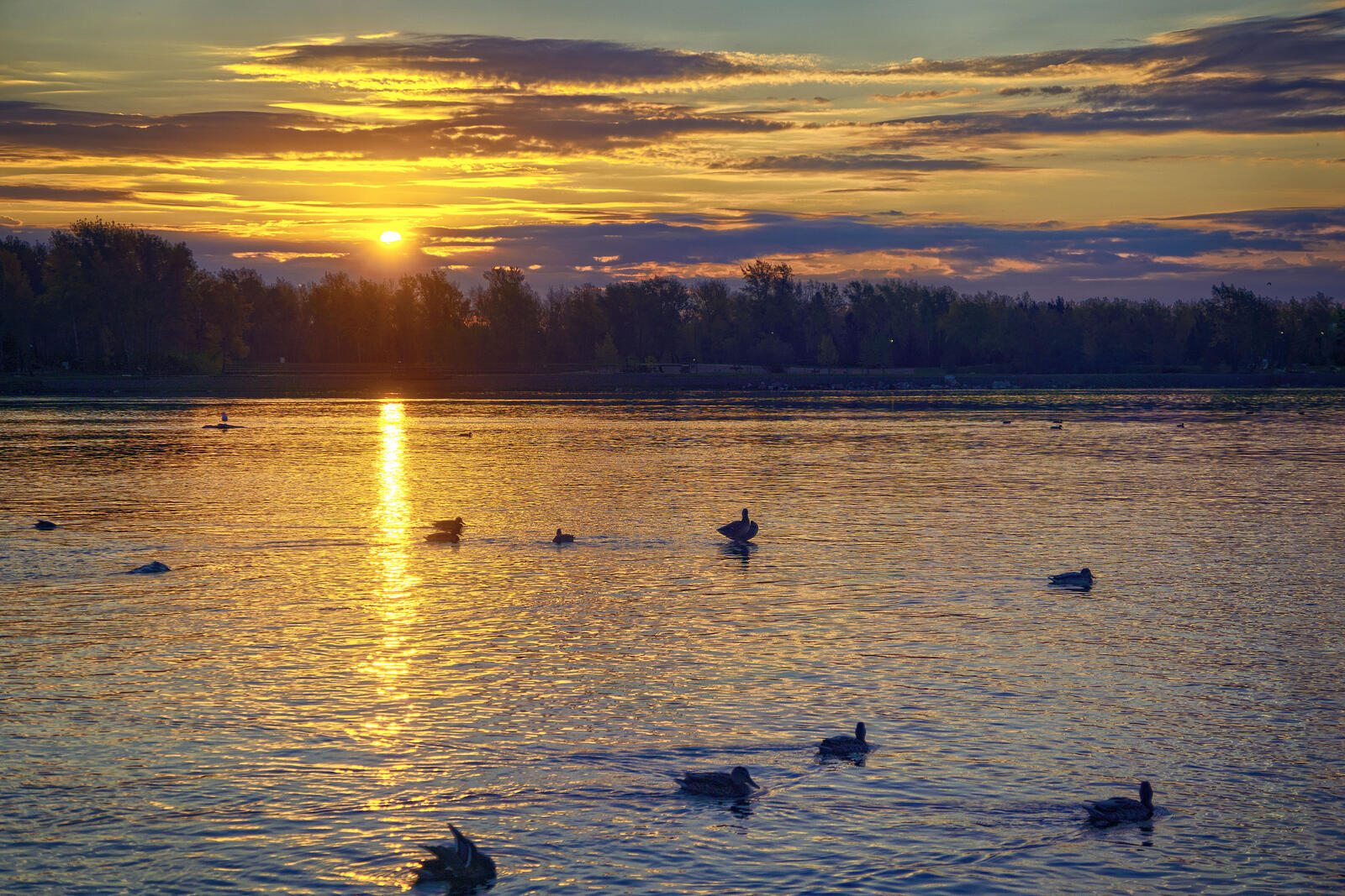 Free photo Yenisei River with ducks in Siberia